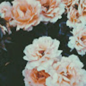 Meet your Posher, Laney